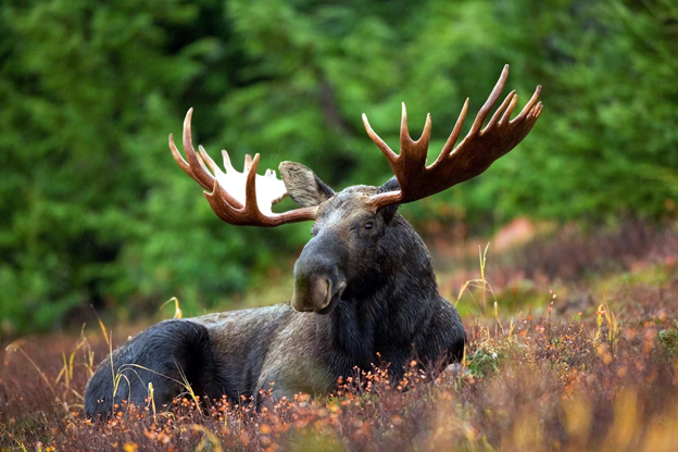 Moose Photo from Unsplash